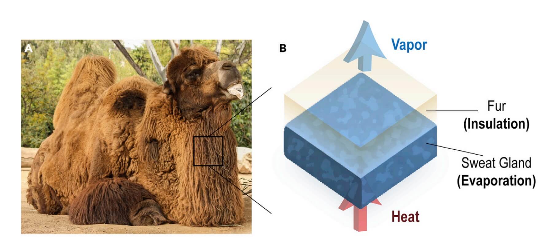 Photo of Bactrian camel taken by Bernard Gagnon, CC BY-SA 3.0.
