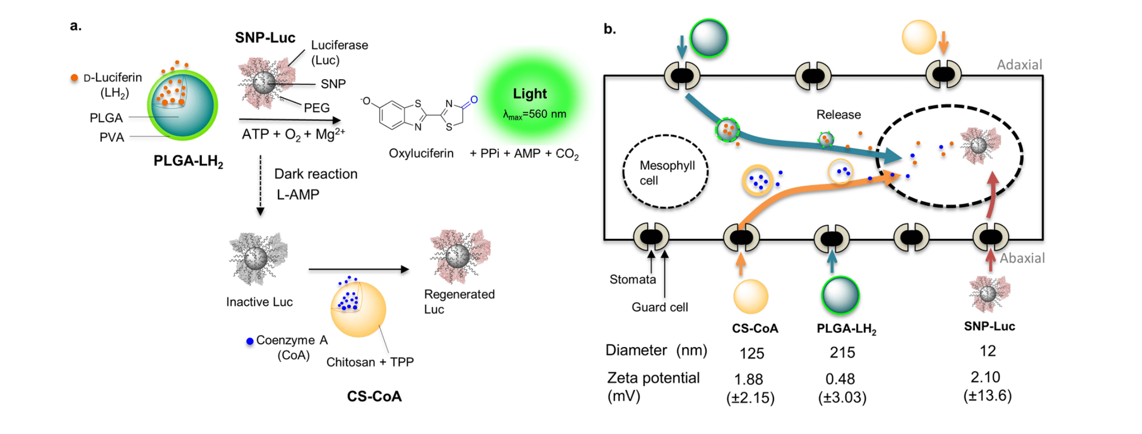 Reaction mechanism of light production by firefly luciferase using  Nanoparticles